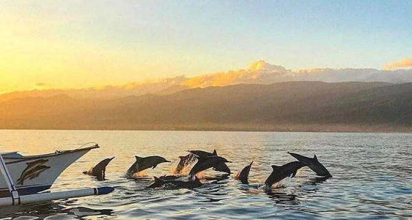 Dolphins swim near Lovina at sunrise.